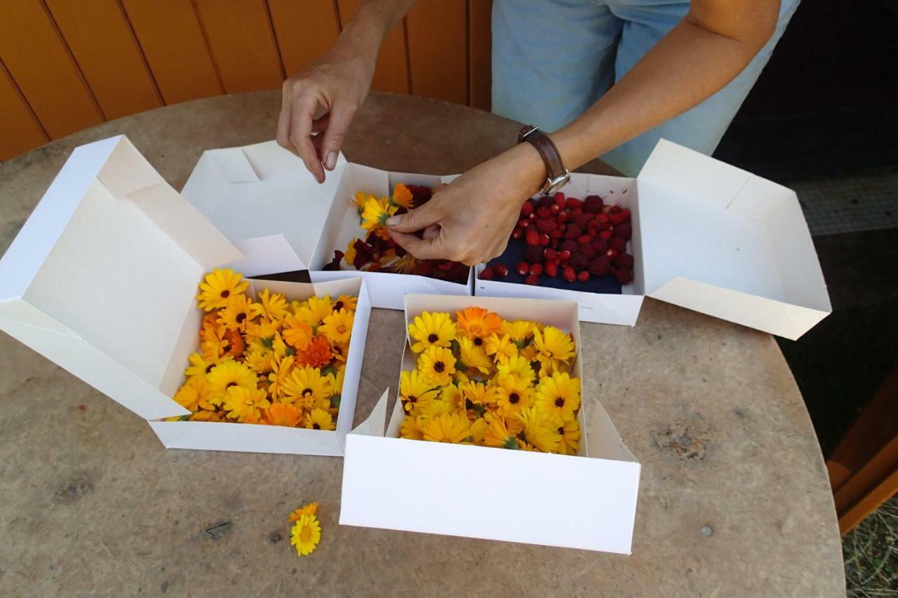 Ricouch, D'hotes Et Permaculture *
